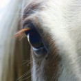 /album/fotogaleria-uvodna-stranka/muuuuuuuuuuuu-jpg/